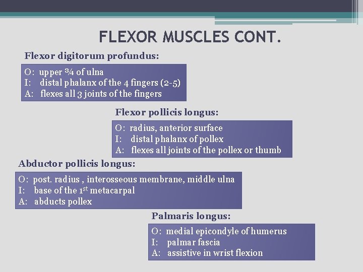 FLEXOR MUSCLES CONT. Flexor digitorum profundus: O: upper ¾ of ulna I: distal phalanx