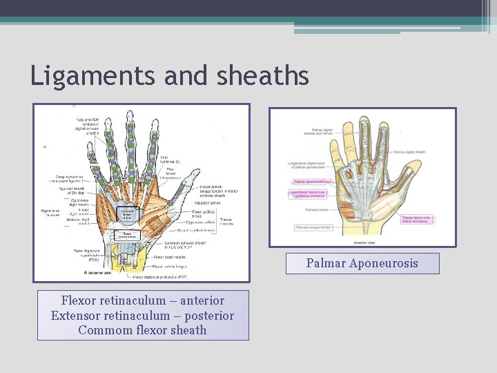 Ligaments and sheaths Palmar Aponeurosis Flexor retinaculum – anterior Extensor retinaculum – posterior Commom