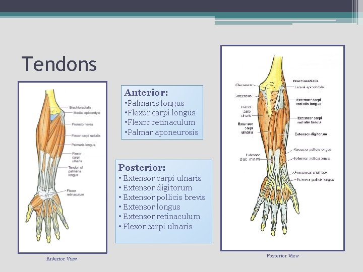 Tendons Anterior: • Palmaris longus • Flexor carpi longus • Flexor retinaculum • Palmar