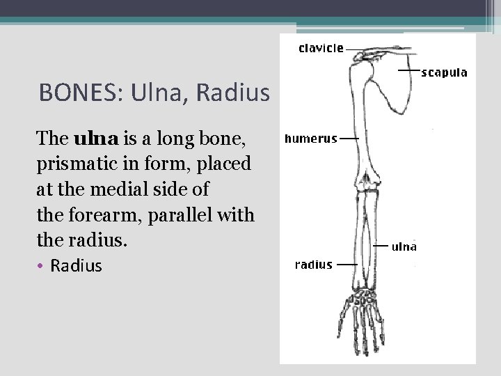 BONES: Ulna, Radius The ulna is a long bone, prismatic in form, placed at