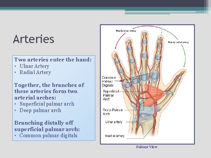 Arteries Two arteries enter the hand: • Ulnar Artery • Radial Artery Together, the