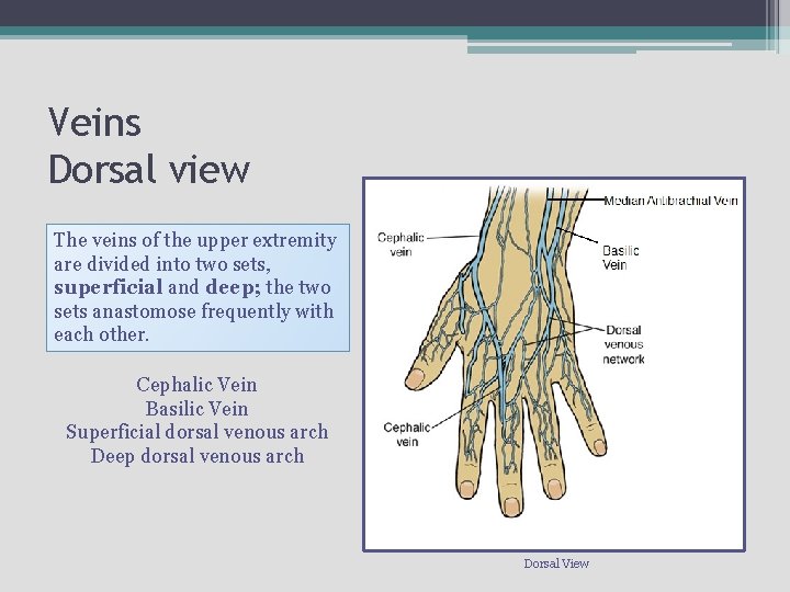 Veins Dorsal view The veins of the upper extremity are divided into two sets,