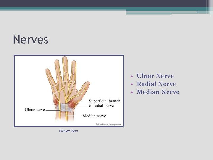 Nerves • Ulnar Nerve • Radial Nerve • Median Nerve Palmar View 