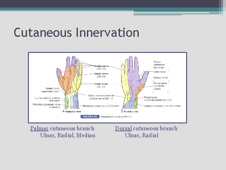 Cutaneous Innervation Palmar cutaneous branch Ulnar, Radial, Median Dorsal cutaneous branch Ulnar, Radial 