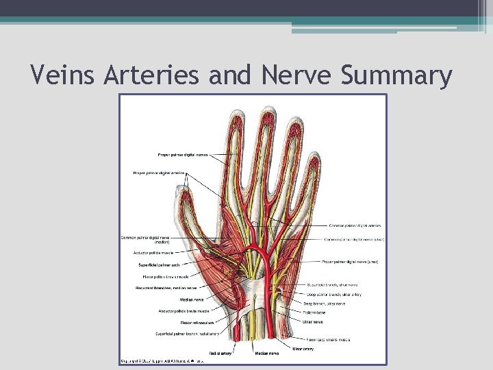 Veins Arteries and Nerve Summary 
