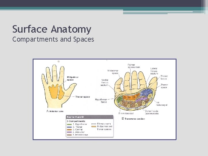 Surface Anatomy Compartments and Spaces 