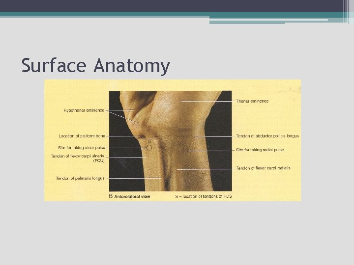 Surface Anatomy 