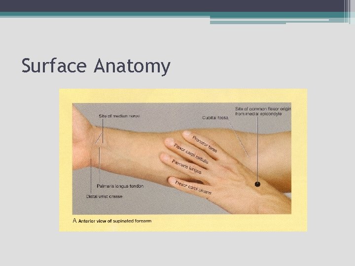 Surface Anatomy 