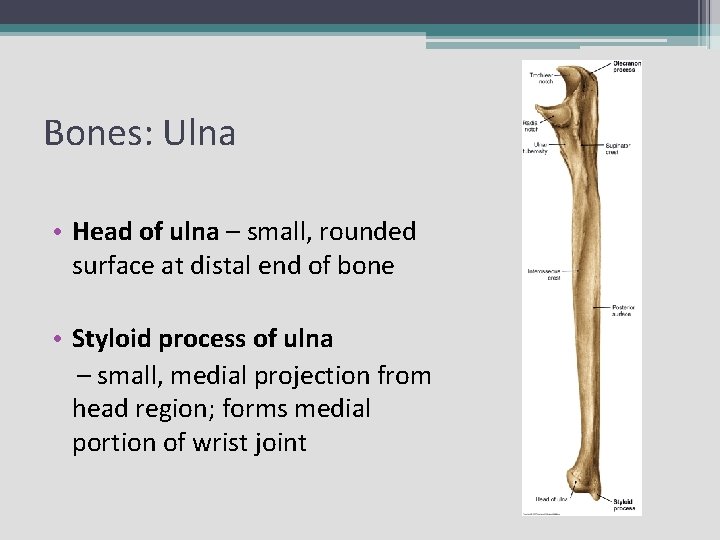 Bones: Ulna • Head of ulna – small, rounded surface at distal end of