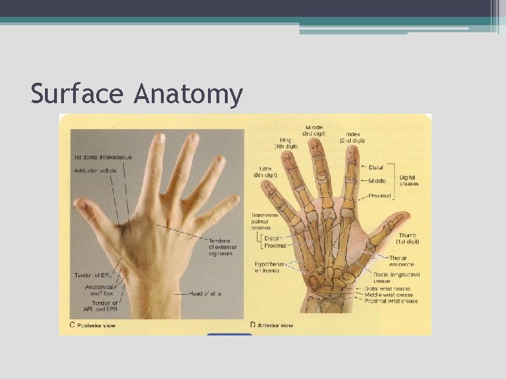 Surface Anatomy 