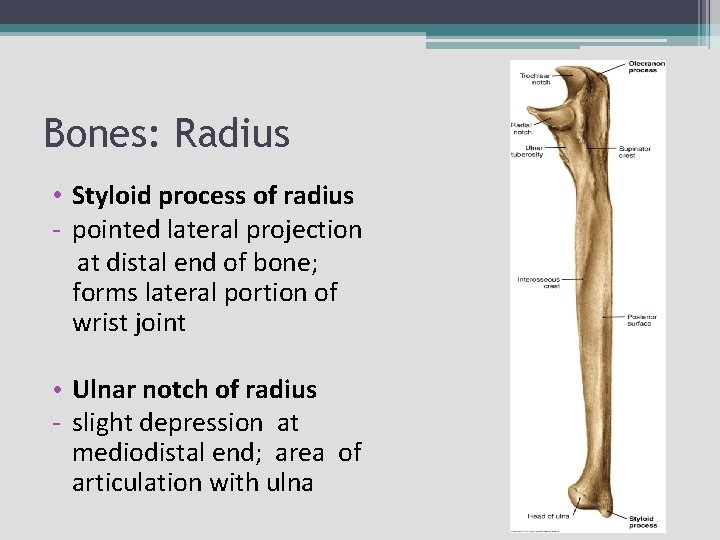 Bones: Radius • Styloid process of radius - pointed lateral projection at distal end