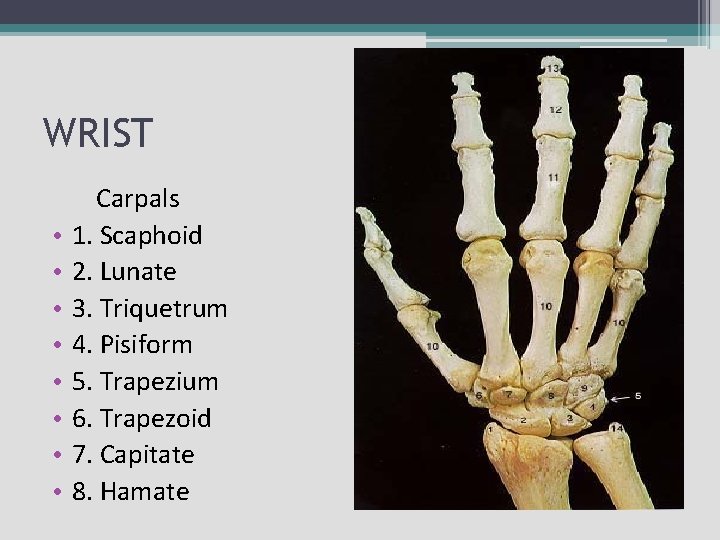WRIST • • Carpals 1. Scaphoid 2. Lunate 3. Triquetrum 4. Pisiform 5. Trapezium