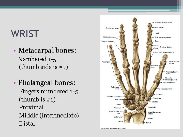 WRIST • Metacarpal bones: Nambered 1 -5 (thumb side is #1) • Phalangeal bones: