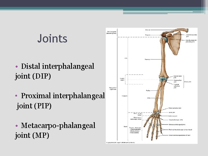 Joints • Distal interphalangeal joint (DIP) • Proximal interphalangeal joint (PIP) • Metacarpo-phalangeal joint