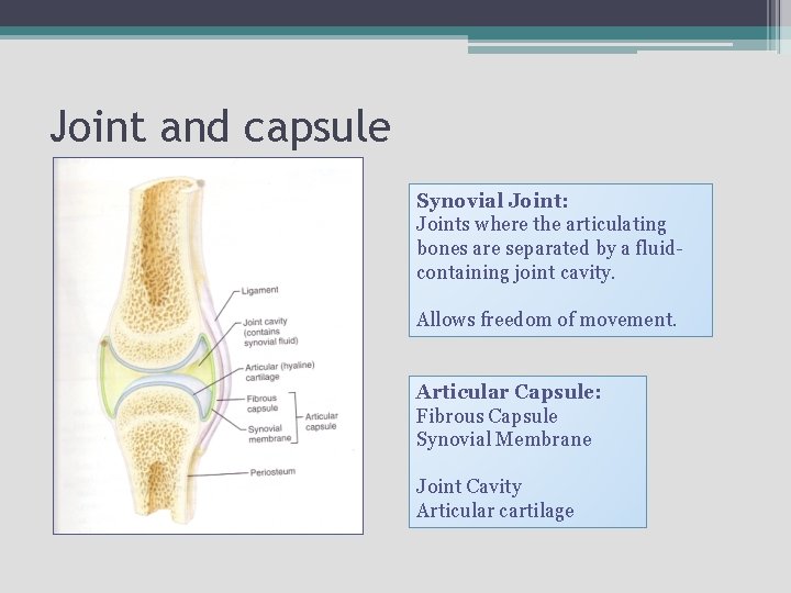 Joint and capsule Synovial Joint: Joints where the articulating bones are separated by a