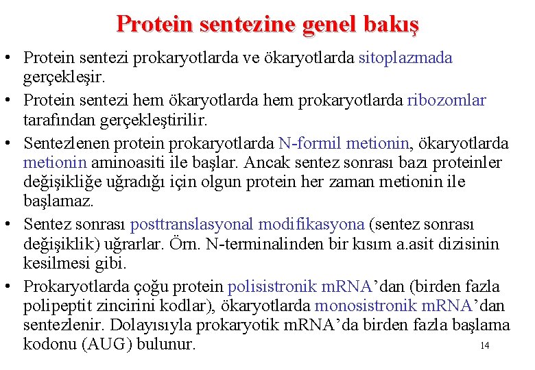 Protein sentezine genel bakış • Protein sentezi prokaryotlarda ve ökaryotlarda sitoplazmada gerçekleşir. • Protein
