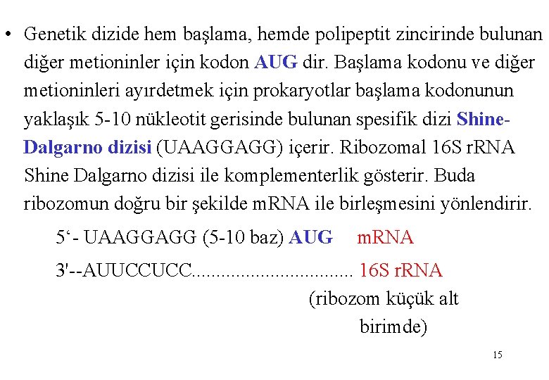  • Genetik dizide hem başlama, hemde polipeptit zincirinde bulunan diğer metioninler için kodon
