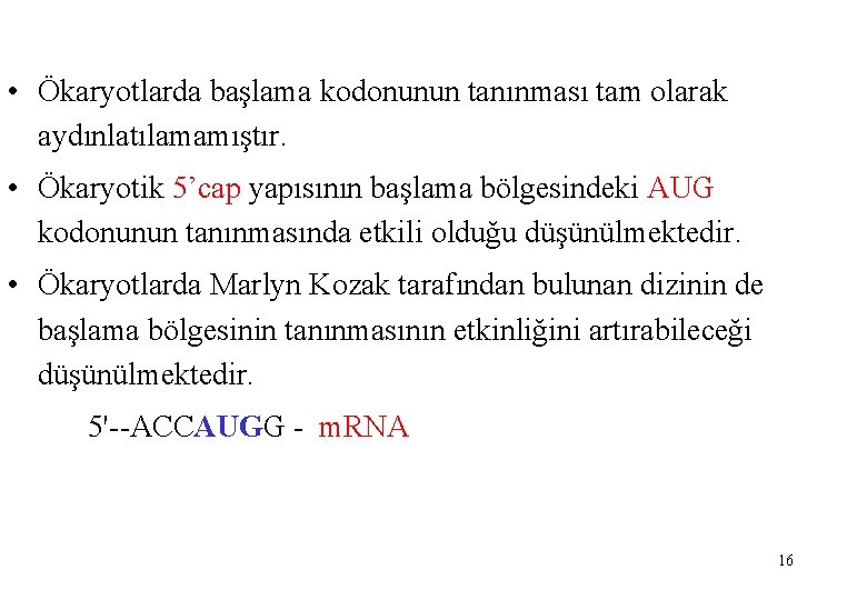  • Ökaryotlarda başlama kodonunun tanınması tam olarak aydınlatılamamıştır. • Ökaryotik 5’cap yapısının başlama