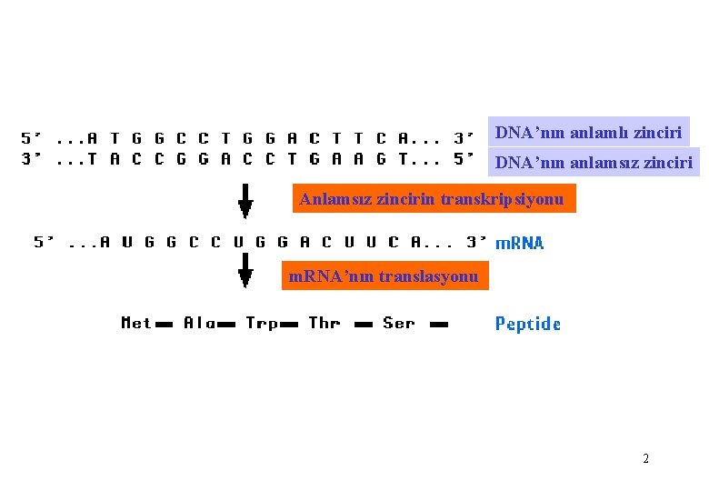 DNA’nın anlamlı zinciri DNA’nın anlamsız zinciri Anlamsız zincirin transkripsiyonu m. RNA’nın translasyonu 2 