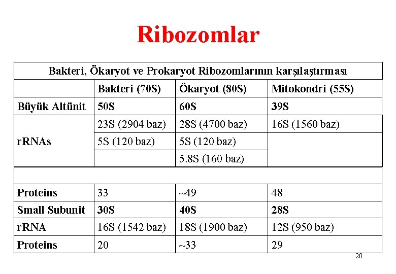 Ribozomlar Bakteri, Ökaryot ve Prokaryot Ribozomlarının karşılaştırması Bakteri (70 S) Ökaryot (80 S) Mitokondri