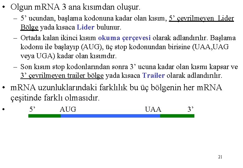  • Olgun m. RNA 3 ana kısımdan oluşur. – 5’ ucundan, başlama kodonuna
