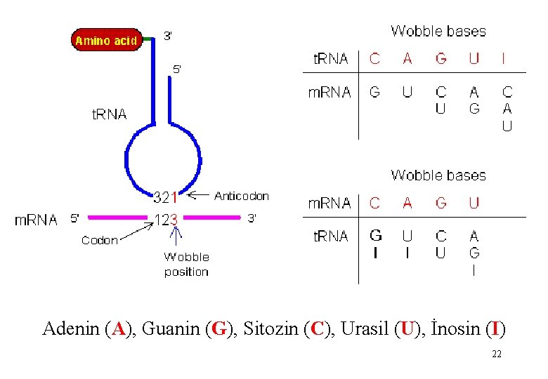 Adenin (A), Guanin (G), Sitozin (C), Urasil (U), İnosin (I) 22 