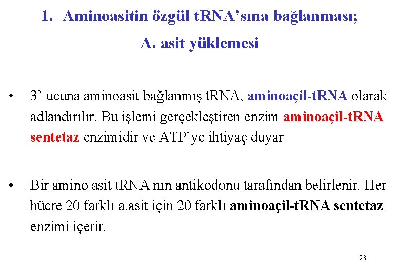 1. Aminoasitin özgül t. RNA’sına bağlanması; A. asit yüklemesi • 3’ ucuna aminoasit bağlanmış