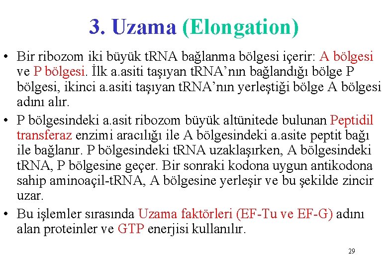 3. Uzama (Elongation) • Bir ribozom iki büyük t. RNA bağlanma bölgesi içerir: A