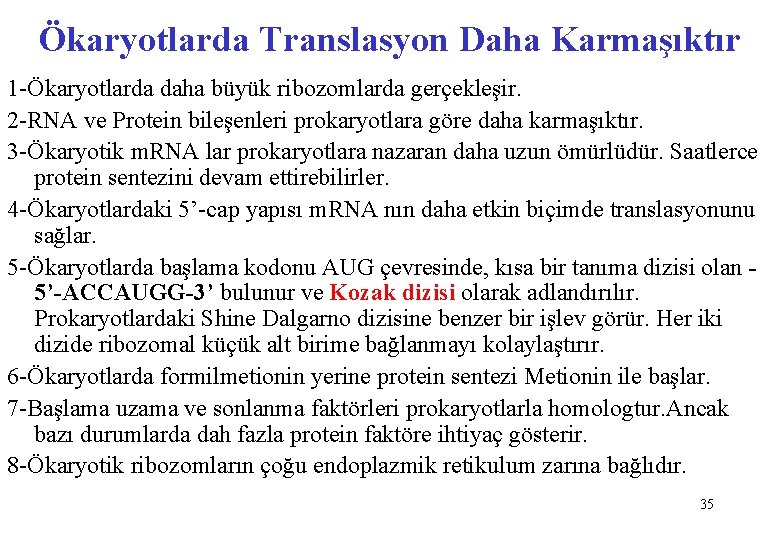 Ökaryotlarda Translasyon Daha Karmaşıktır 1 -Ökaryotlarda daha büyük ribozomlarda gerçekleşir. 2 -RNA ve Protein