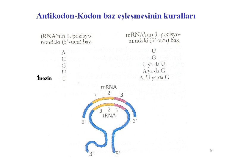 Antikodon-Kodon baz eşleşmesinin kuralları İnozin 9 