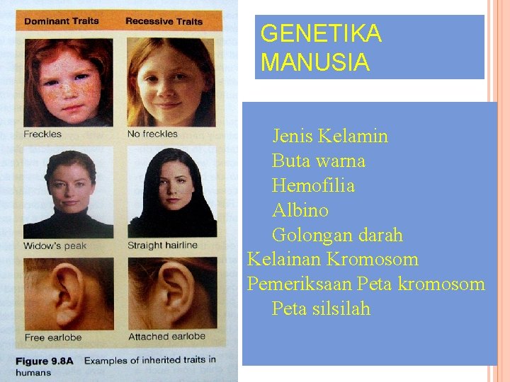 GENETIKA MANUSIA Jenis Kelamin Buta warna Hemofilia Albino Golongan darah Kelainan Kromosom Pemeriksaan Peta