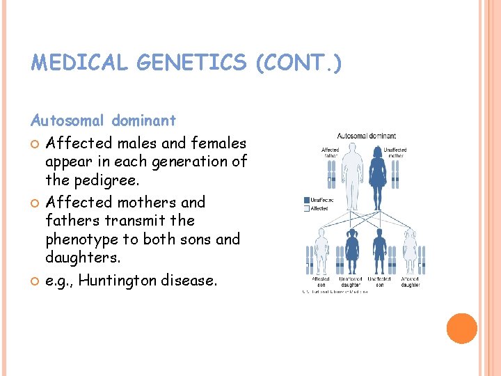 MEDICAL GENETICS (CONT. ) Autosomal dominant Affected males and females appear in each generation