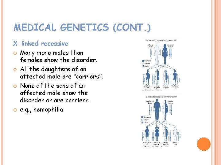 MEDICAL GENETICS (CONT. ) X-linked recessive Many more males than females show the disorder.