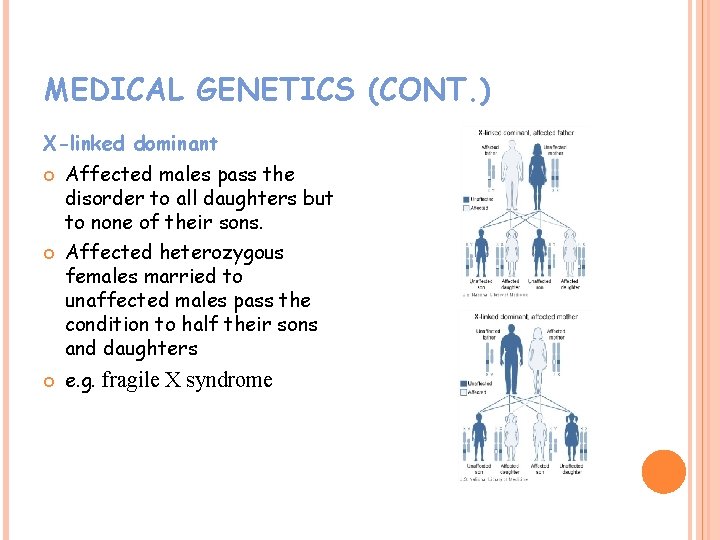 MEDICAL GENETICS (CONT. ) X-linked dominant Affected males pass the disorder to all daughters