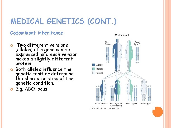 MEDICAL GENETICS (CONT. ) Codominant inheritance Two different versions (alleles) of a gene can