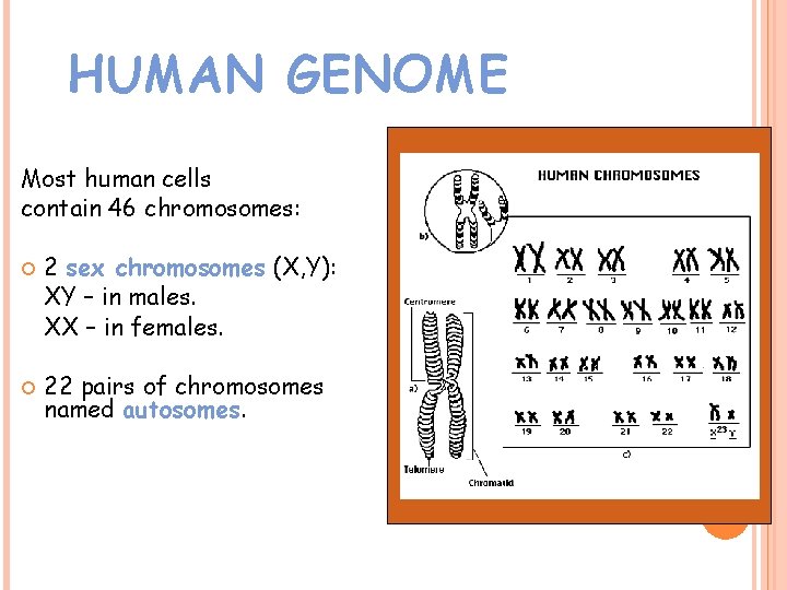 HUMAN GENOME Most human cells contain 46 chromosomes: 2 sex chromosomes (X, Y): XY