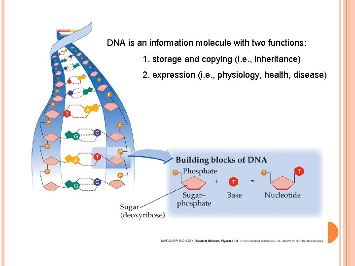 DNA is an information molecule with two functions: 1. storage and copying (i. e.