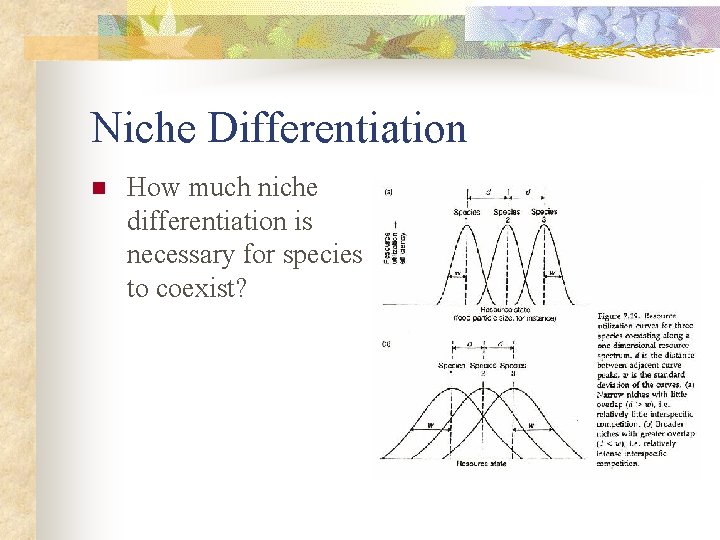 Niche Differentiation n How much niche differentiation is necessary for species to coexist? 