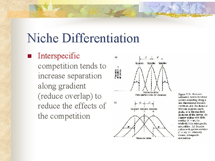Niche Differentiation n Interspecific competition tends to increase separation along gradient (reduce overlap) to