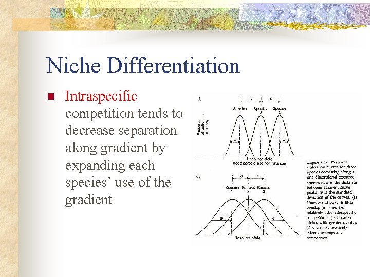 Niche Differentiation n Intraspecific competition tends to decrease separation along gradient by expanding each