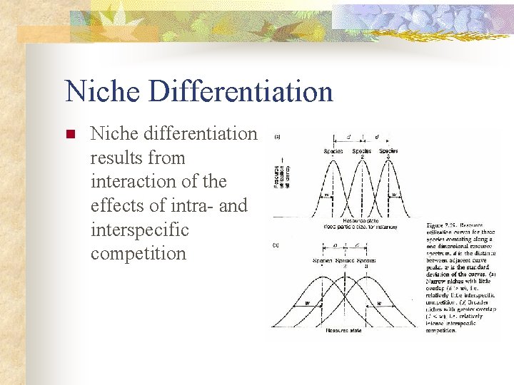 Niche Differentiation n Niche differentiation results from interaction of the effects of intra- and