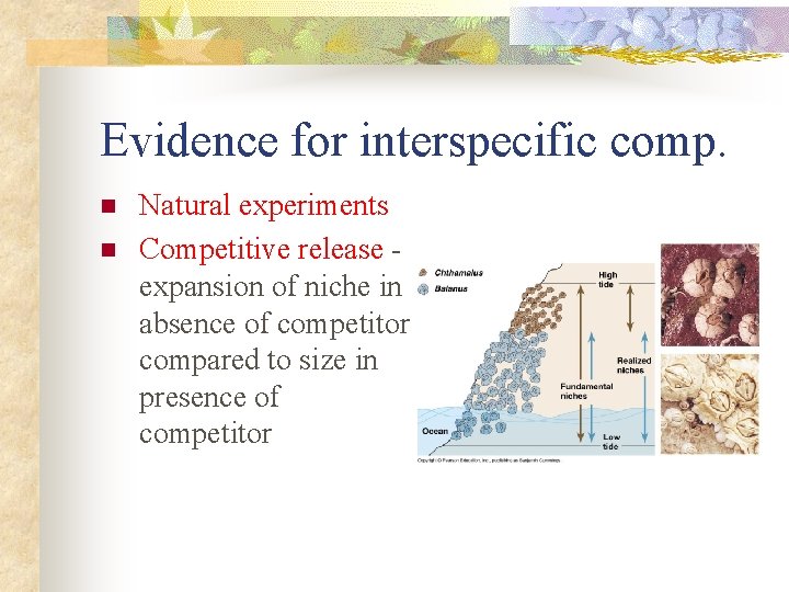 Evidence for interspecific comp. n n Natural experiments Competitive release expansion of niche in