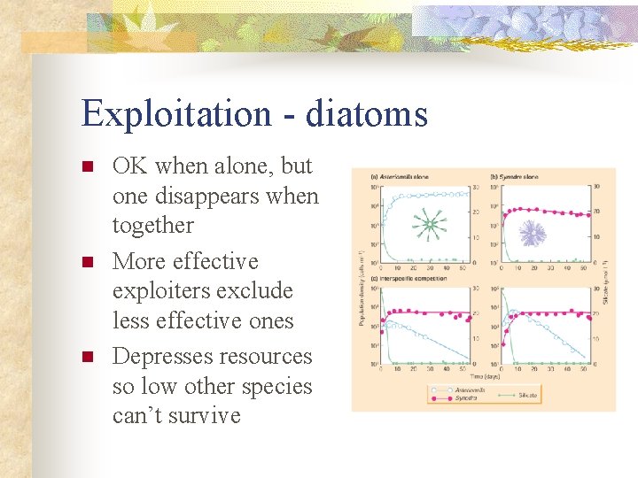 Exploitation - diatoms n n n OK when alone, but one disappears when together