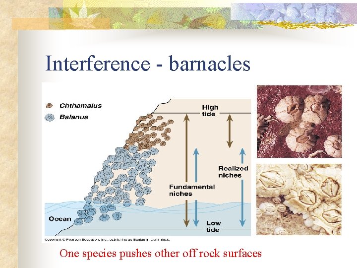 Interference - barnacles One species pushes other off rock surfaces 