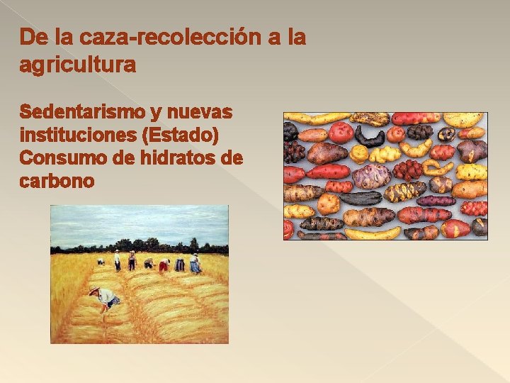 De la caza-recolección a la agricultura Sedentarismo y nuevas instituciones (Estado) Consumo de hidratos