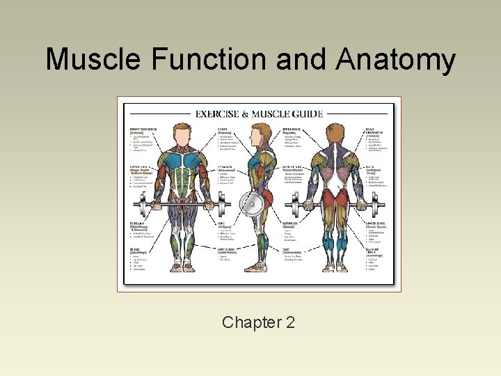Muscle Function and Anatomy Chapter 2 