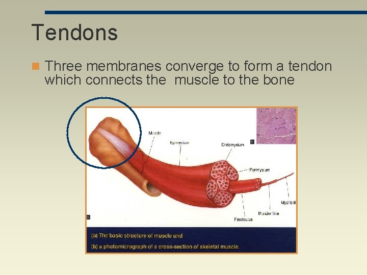 Tendons n Three membranes converge to form a tendon which connects the muscle to