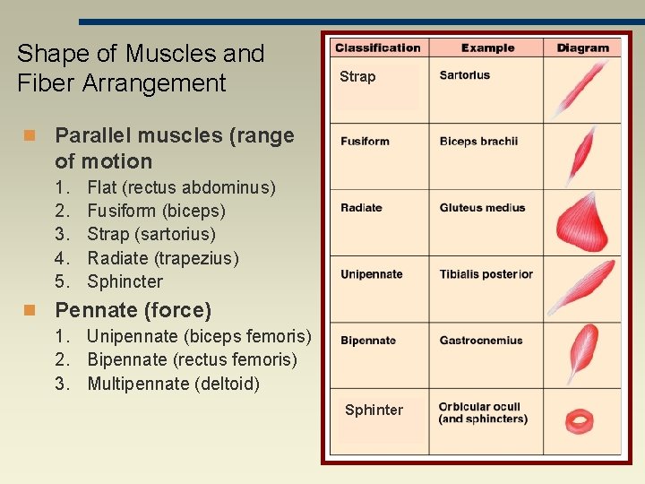 Shape of Muscles and Fiber Arrangement Strap n Parallel muscles (range of motion 1.