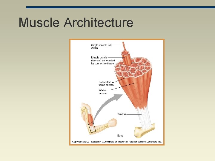 Muscle Architecture 