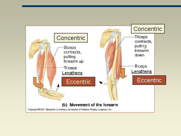 Concentric Lengthens Eccentric 